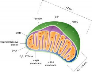 mitochondrie.01.jpg
