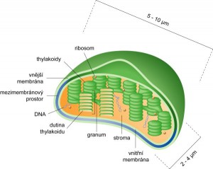 chloroplast.01.jpg